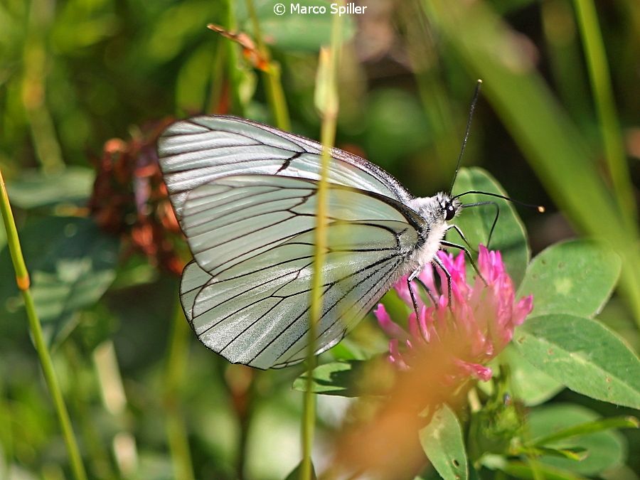 Aporia crataegi